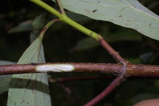 Cornus foemina, twig - orientation of petioles