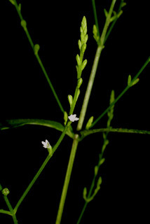 Verbena urticifolia, inflorescence - frontal view of flower