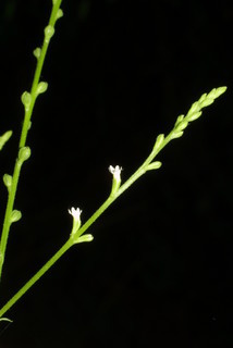 Verbena urticifolia, inflorescence - lateral view of flower