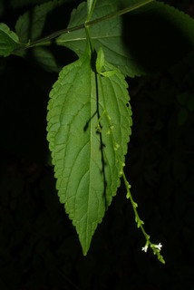 Verbena urticifolia, inflorescence - whole - unspecified