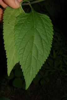 Verbena urticifolia, leaf - basal or on lower stem