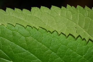 Verbena urticifolia, leaf - margin of upper + lower surface