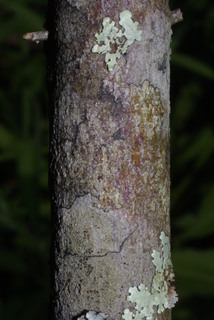Cornus foemina, bark - of a small tree or small branch
