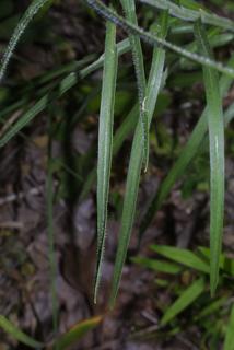 Liatris squarrosa, leaf - basal or on lower stem