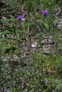 Liatris squarrosa, whole plant - in flower - general view
