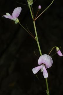 Desmodium nudiflorum, inflorescence - frontal view of flower