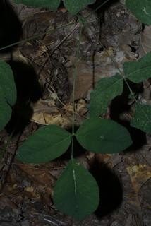 Desmodium nudiflorum, leaf - basal or on lower stem