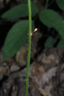 Desmodium nudiflorum, stem - showing leaf bases