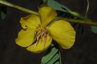 Chamaecrista fasciculata, inflorescence - frontal view of flower