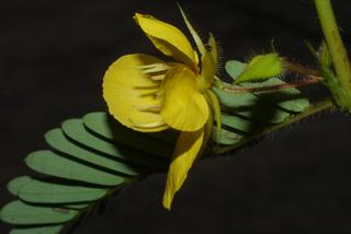 Chamaecrista fasciculata, inflorescence - lateral view of flower