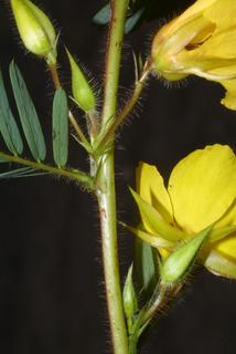 Chamaecrista fasciculata, stem - showing leaf bases