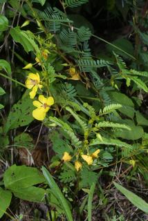 Chamaecrista fasciculata, whole plant - in flower - general view