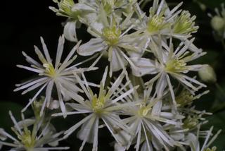 Clematis virginiana, inflorescence - frontal view of flower