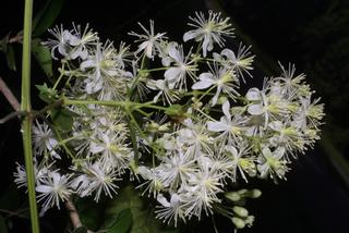 Clematis virginiana, inflorescence - whole - unspecified