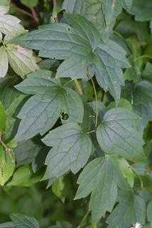 Clematis virginiana, leaf - whole upper surface