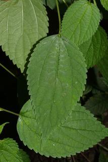 Boehmeria cylindrica, leaf - basal or on lower stem