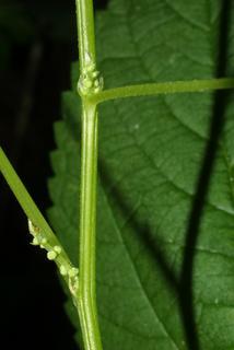 Boehmeria cylindrica, stem - showing leaf bases