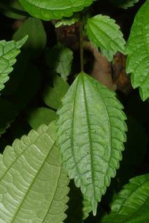 Pilea pumila, leaf - basal or on lower stem