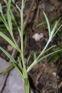 Heliotropium tenellum, stem - showing leaf bases