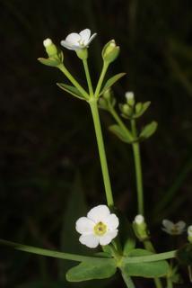 Euphorbia corollata, inflorescence - lateral view of flower