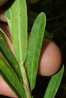 Euphorbia corollata, leaf - on upper stem