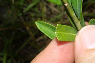 Euphorbia corollata, leaf - unspecified