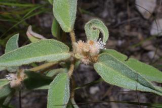 Croton capitatus, inflorescence - whole - unspecified