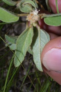 Croton capitatus, leaf - basal or on lower stem
