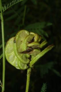 Desmanthus illinoensis, fruit - juvenile