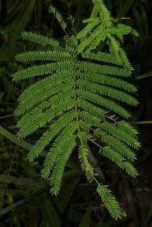 Desmanthus illinoensis, leaf - basal or on lower stem