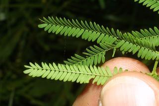 Desmanthus illinoensis, leaf - margin of upper + lower surface