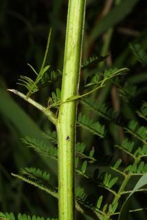 Desmanthus illinoensis, stem - showing leaf bases