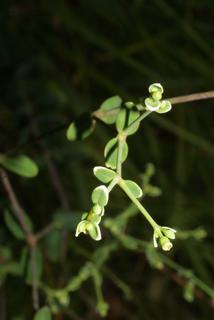 Euphorbia corollata, inflorescence - frontal view of flower