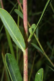 Euphorbia corollata, stem - showing leaf bases
