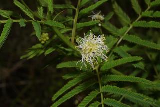 Desmanthus illinoensis, inflorescence - whole - unspecified