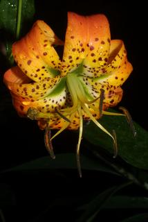 Lilium superbum, inflorescence - frontal view of flower