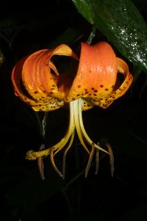 Lilium superbum, inflorescence - lateral view of flower