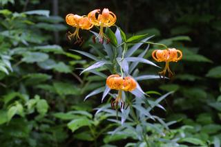 Lilium superbum, inflorescence - whole - unspecified