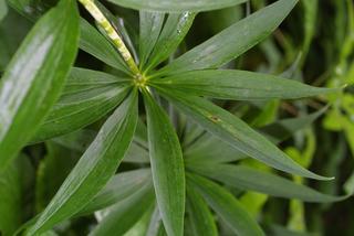 Lilium superbum, leaf - basal or on lower stem