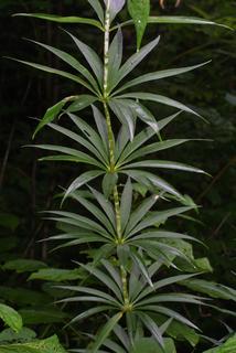 Lilium superbum, leaf - on upper stem