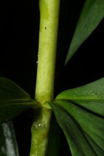 Lilium superbum, stem - showing leaf bases