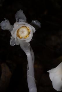 Monotropa uniflora, inflorescence - frontal view of flower