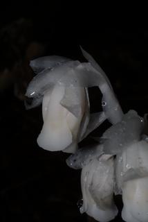 Monotropa uniflora, inflorescence - lateral view of flower