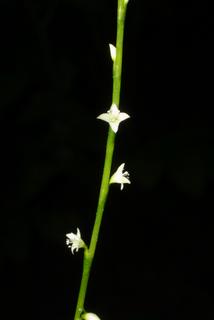 Polygonum virginianum, inflorescence - frontal view of flower