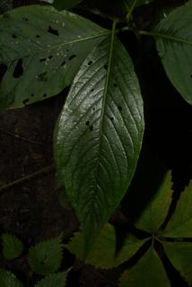 Polygonum virginianum, leaf - basal or on lower stem