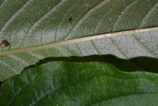Polygonum virginianum, leaf - margin of upper + lower surface