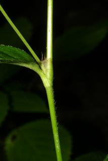 Polygonum virginianum, stem - showing leaf bases