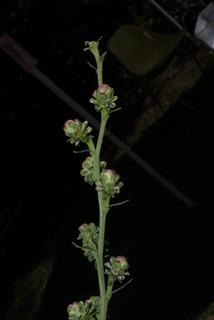 Liatris aspera, inflorescence - whole - unspecified