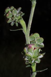 Liatris aspera, inflorescence - whole - unspecified