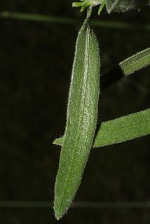Liatris aspera, leaf - basal or on lower stem
